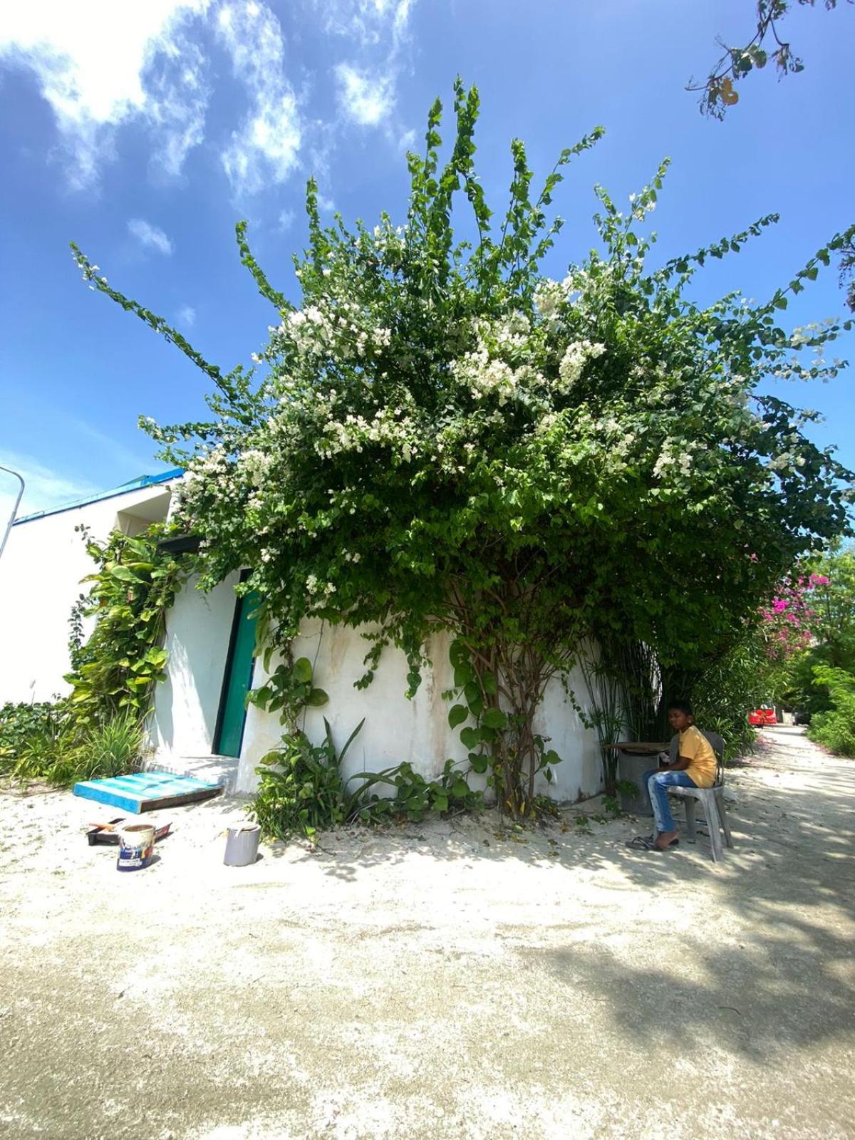Maavaharu Guest House 心玛芙市 外观 照片